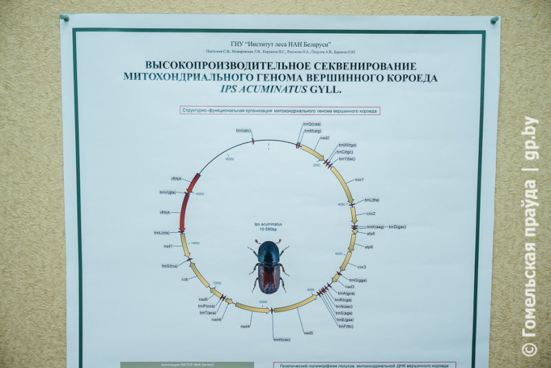 Мы оставим это нашим детям. Как ученые помогают сохранять ценнейший природный ресурс страны 