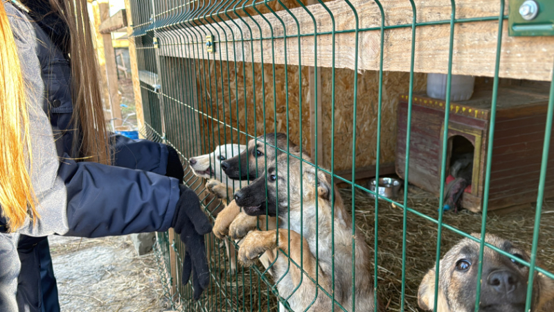 В канун Нового года гомельские таможенники передали угощения в приют для животных «Лапки»