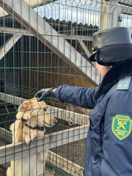 В канун Нового года гомельские таможенники передали угощения в приют для животных «Лапки»