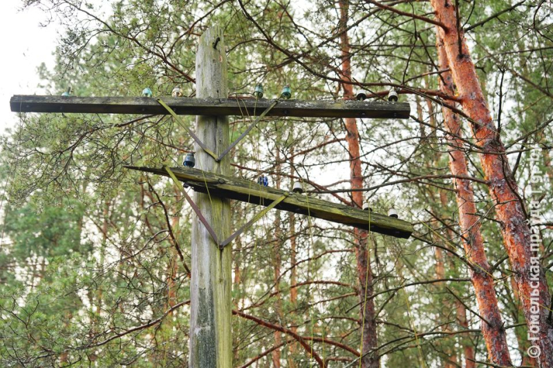 В Наровлянском участке Полесского радиационно-экологического заповедника журналисты и радийщики окунулись в мир, где время остановилось